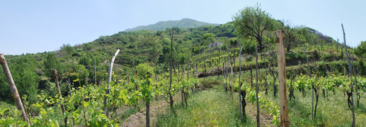 Olivella vineyards on the north slope of Vesuvius