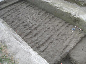 ploughing furrows and animal tracks